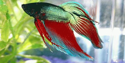 Betta jigsaw puzzle