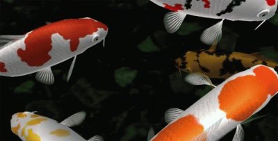 Koi jigsaw puzzle