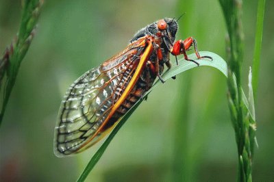 Cicada jigsaw puzzle