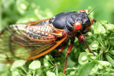 Cicada jigsaw puzzle