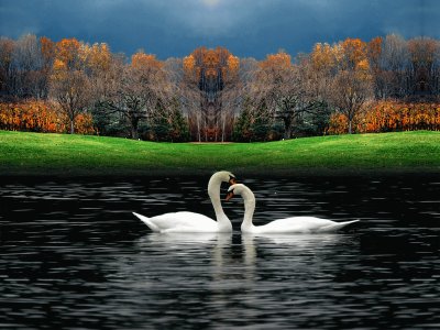 Swans jigsaw puzzle