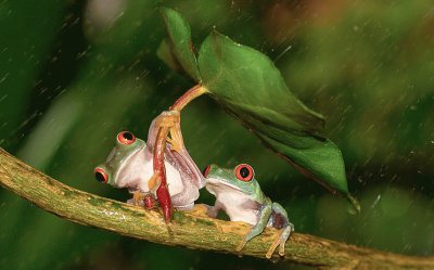 Frogs jigsaw puzzle
