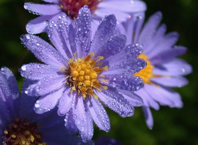 Purple Wildflower jigsaw puzzle