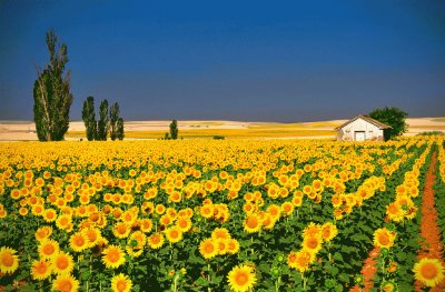 פאזל של Field of Flowers