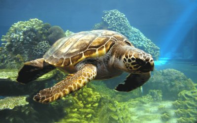 tortuga jigsaw puzzle