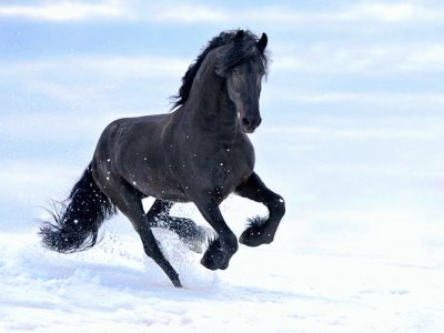 Black Snow jigsaw puzzle