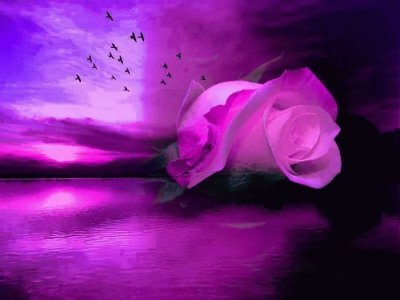 rosas