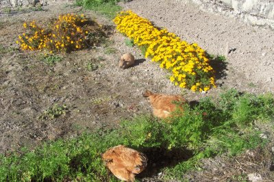 פאזל של Titi et ses poulettes