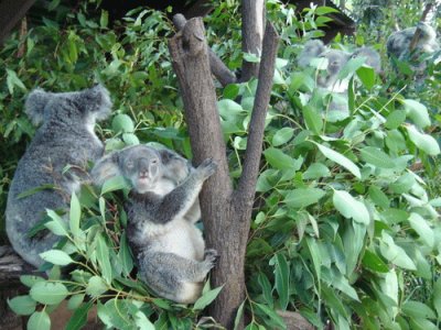 פאזל של SantuÃ¡rio dos Koalas - AustrÃ¡lia