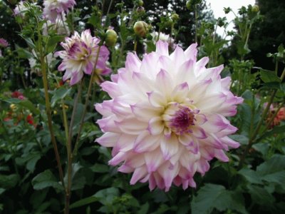 dalias