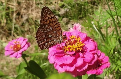 Butterfly on Roses