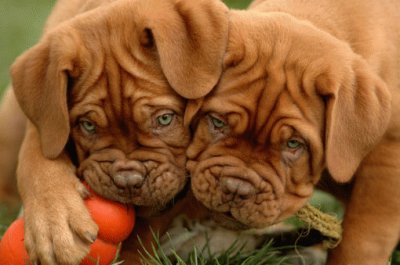 Tiernos Perros