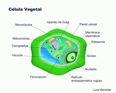 פאזל של CÃ©lula Vegetal
