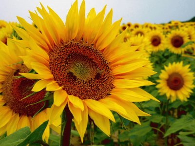 girasol jigsaw puzzle