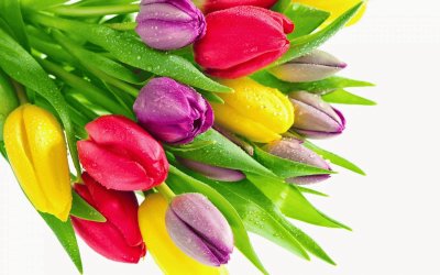 tulipanes jigsaw puzzle