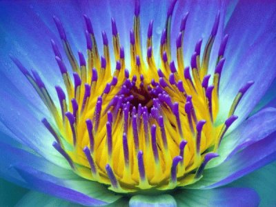 waterlily jigsaw puzzle