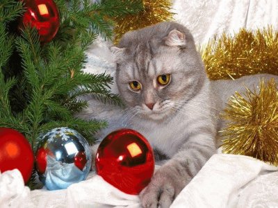 Katze mit Weihnachtskugeln