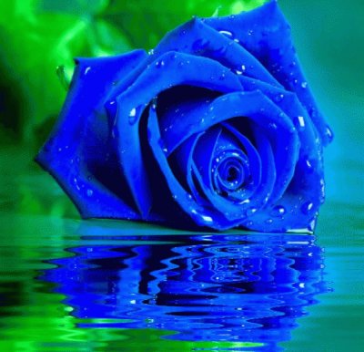 rosas