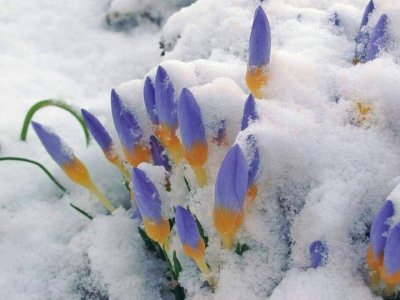 tulipas