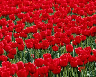 tulipas