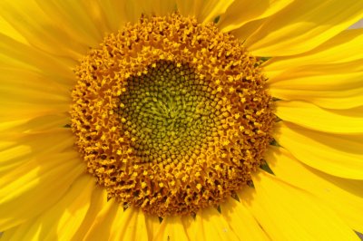 flor