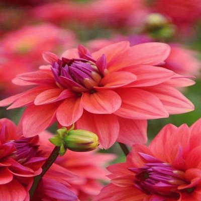 dalias