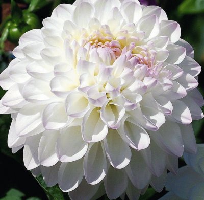 dalias