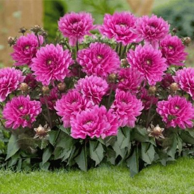 dalias