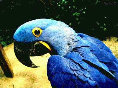 Arara Azul