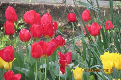 פאזל של Tulipanes