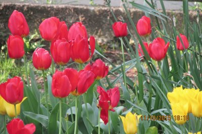 Tulipanes