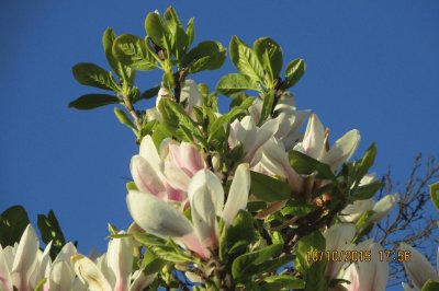 Flores de la isla