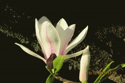 פאזל של magnolia