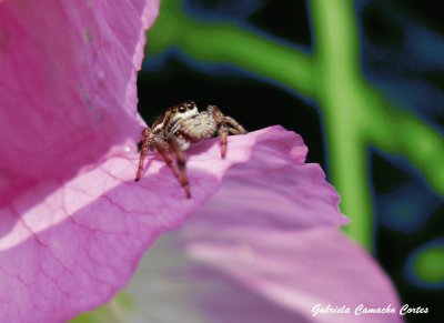 פאזל של JardÃ­n Botanico.