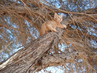 misty,  at eight weeks,  exploring life