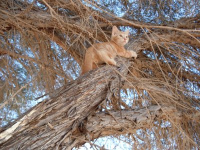 פאזל של misty,  at eight weeks,  exploring life