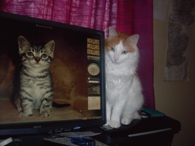 tiny ,  viewing his friend on screen