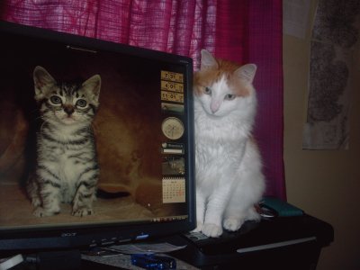 tiny ,  viewing his friend on screen jigsaw puzzle