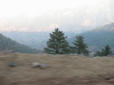 mountain trees