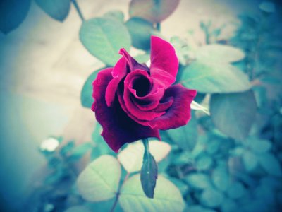 פאזל של Rosas / Roses