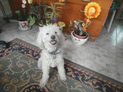 DAISY MI CANICHE jigsaw puzzle