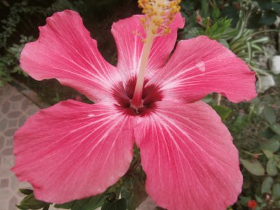 פאזל של HIBISCO