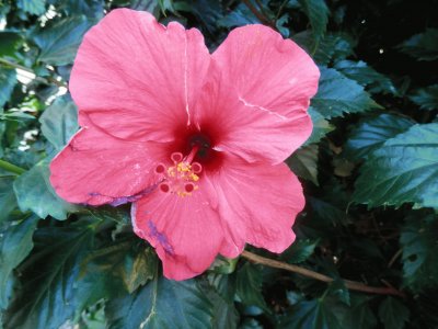 Nice flower