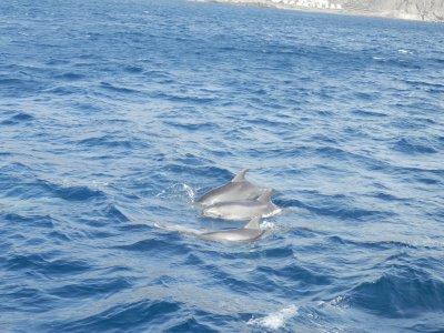פאזל של Dolfins