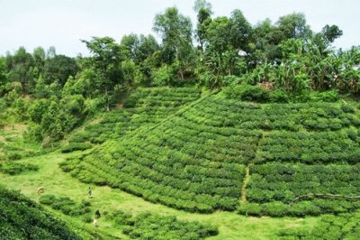 srimangal tea garden