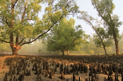 פאזל של sundarbans park