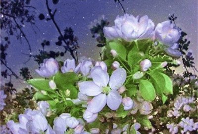 flores