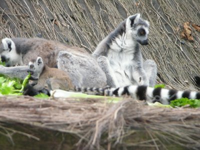 פאזל של lemuriens