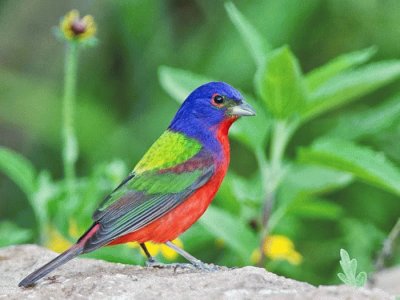 pajaros jigsaw puzzle