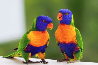 pajaros jigsaw puzzle